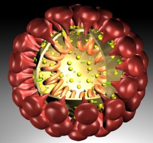 Coronaviruses get their name from the crown-like spikes on their surface. (via WikiMedia Commons)