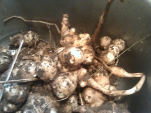 Jerusalem Artichoke 1