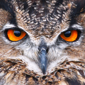[image: Eagle Owl by Johan J. Ingles-Le Nobel via flickr] 