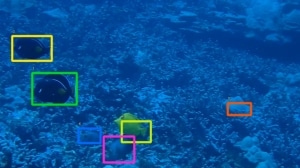 Fish detection!