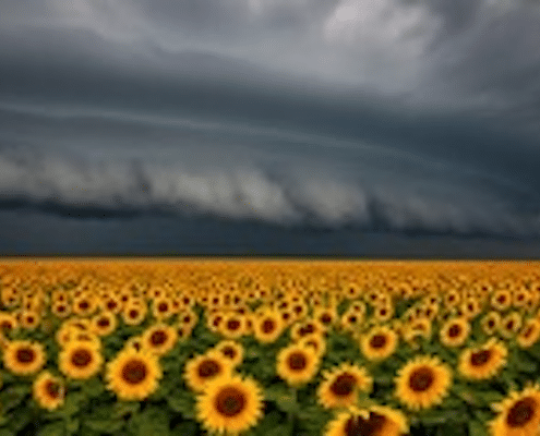 a fake tornado over fake sunflowers